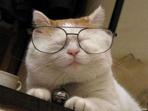 网红猫吃贝贝瓜图片高清,高清镜头捕捉贝贝瓜美味瞬间  第3张